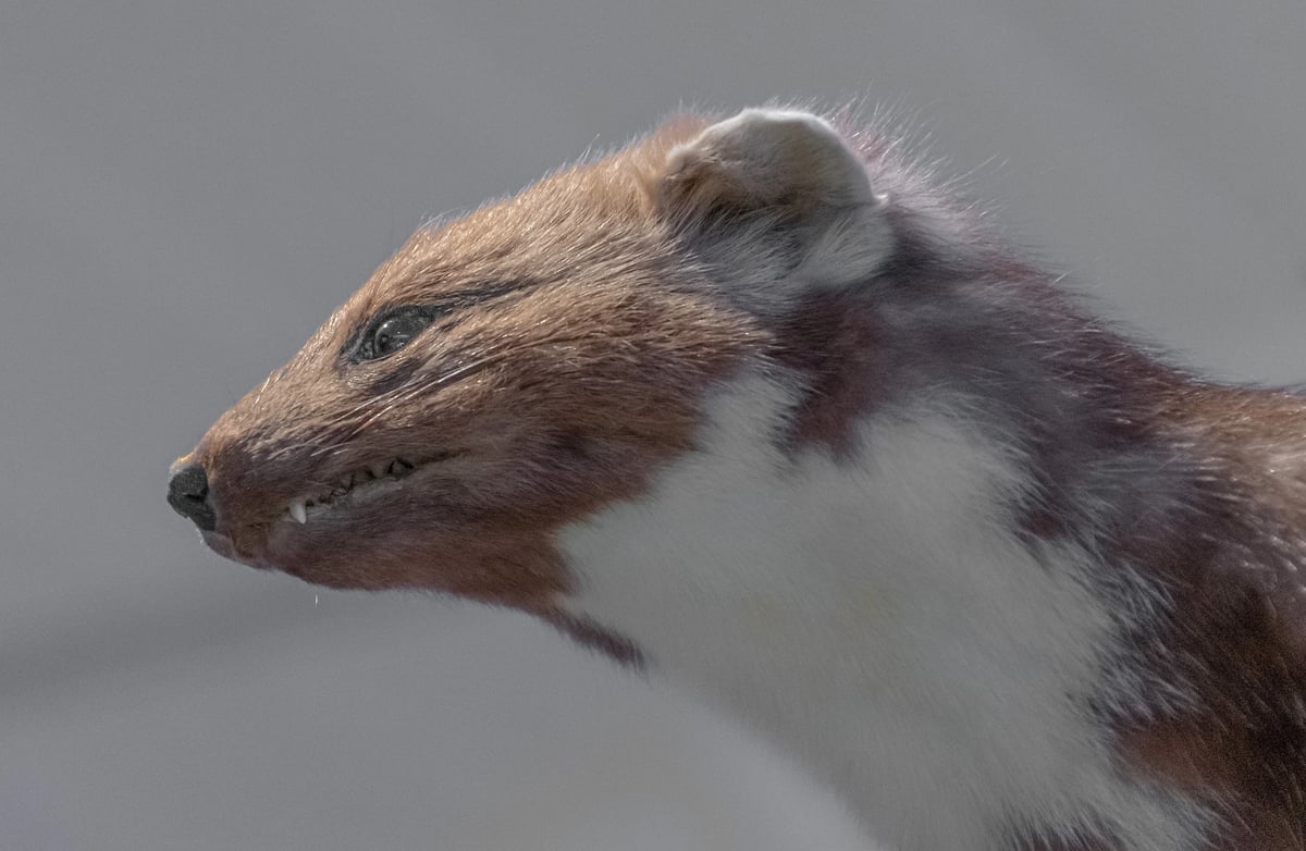 Marder & Waschbär Vergrämung