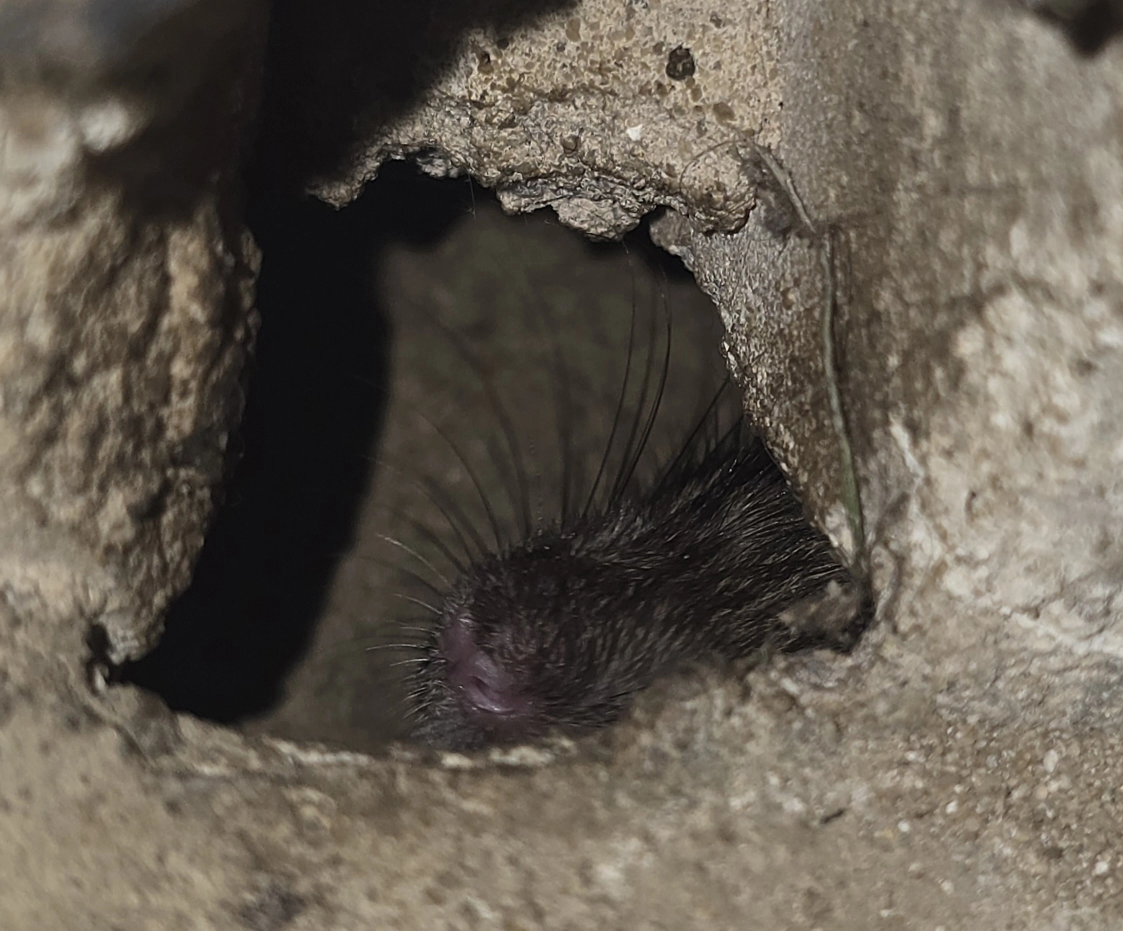 Ratten