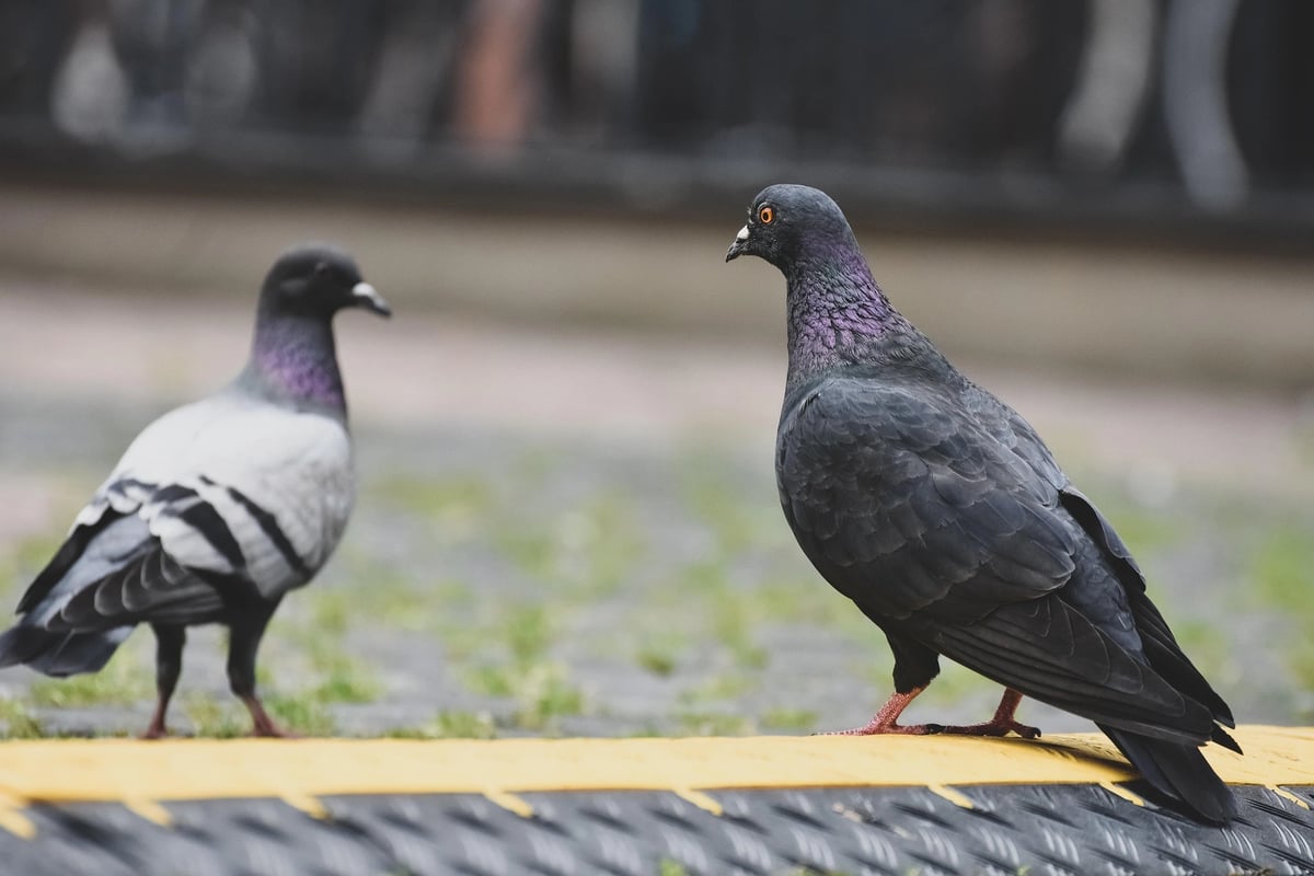 Tauben & Marder